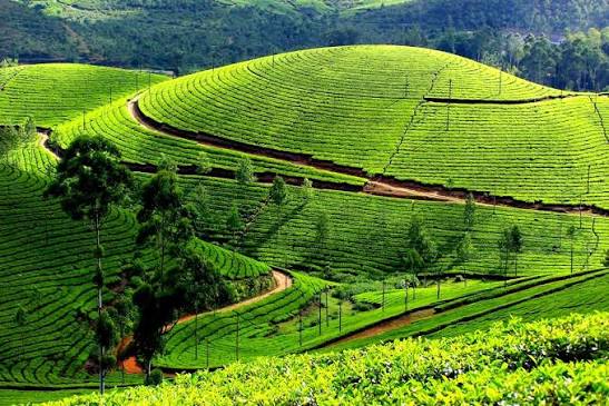 Kerala Tour Package 5N/6D gallery image 2