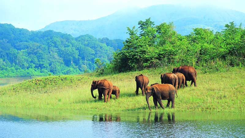 Munnar to Thekkady